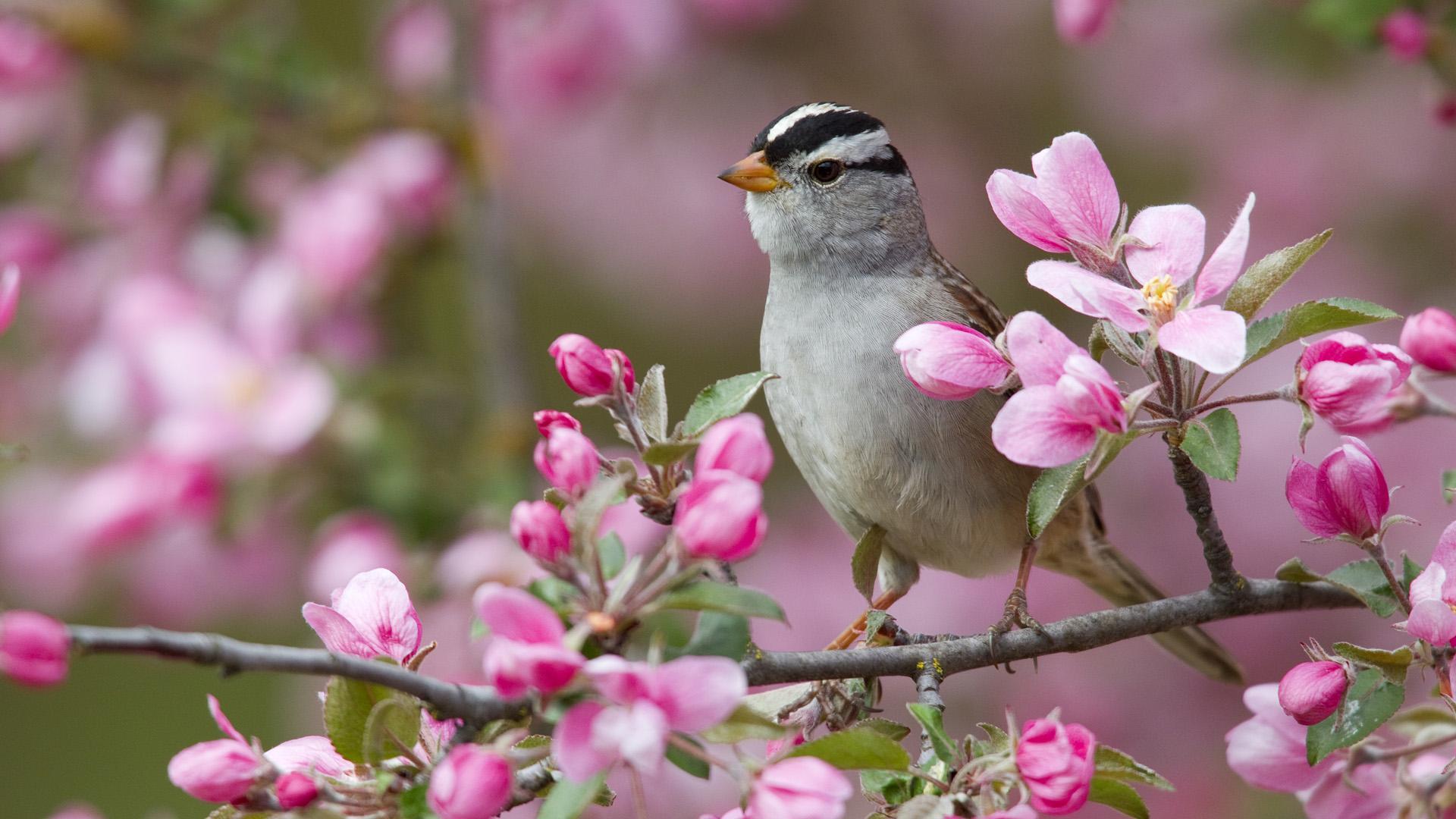 Hd Wallpaper Bird of Spring