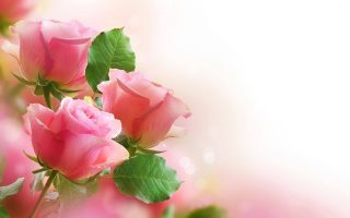 Hd Wallpaper Pink Rose