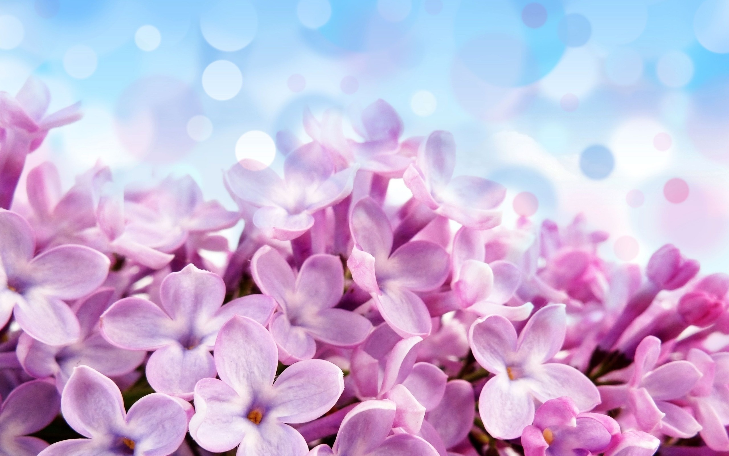 Lilac Flower Wallpaper HD 2560x1600