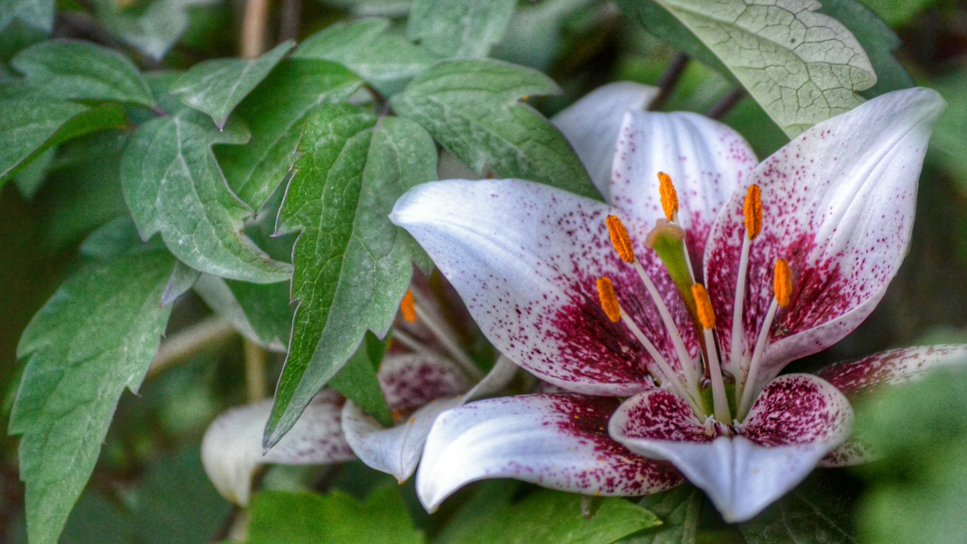 Lily Flower Wallpaper 1920x1080