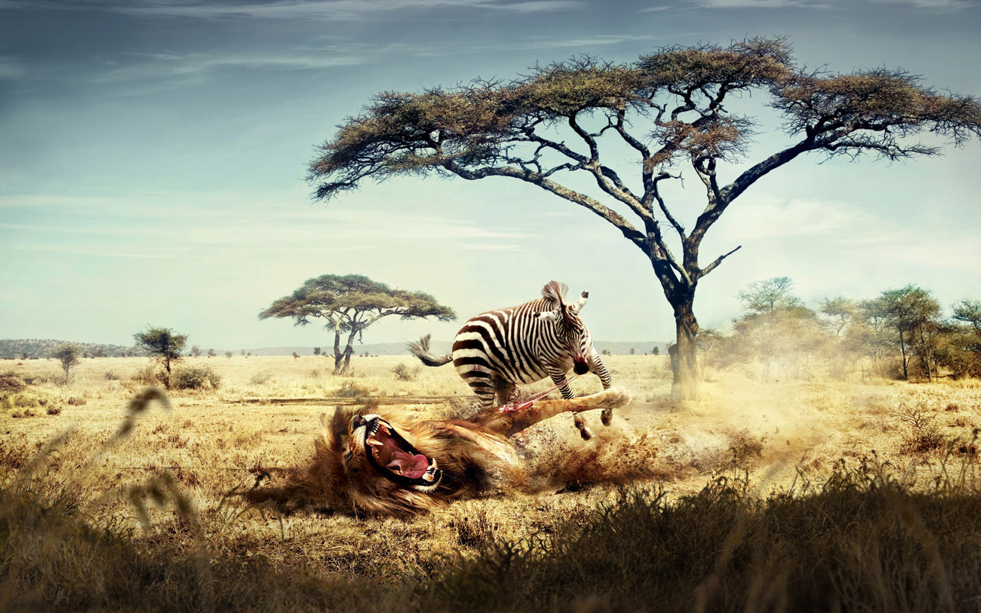 Lion And Zebra 1920x1200