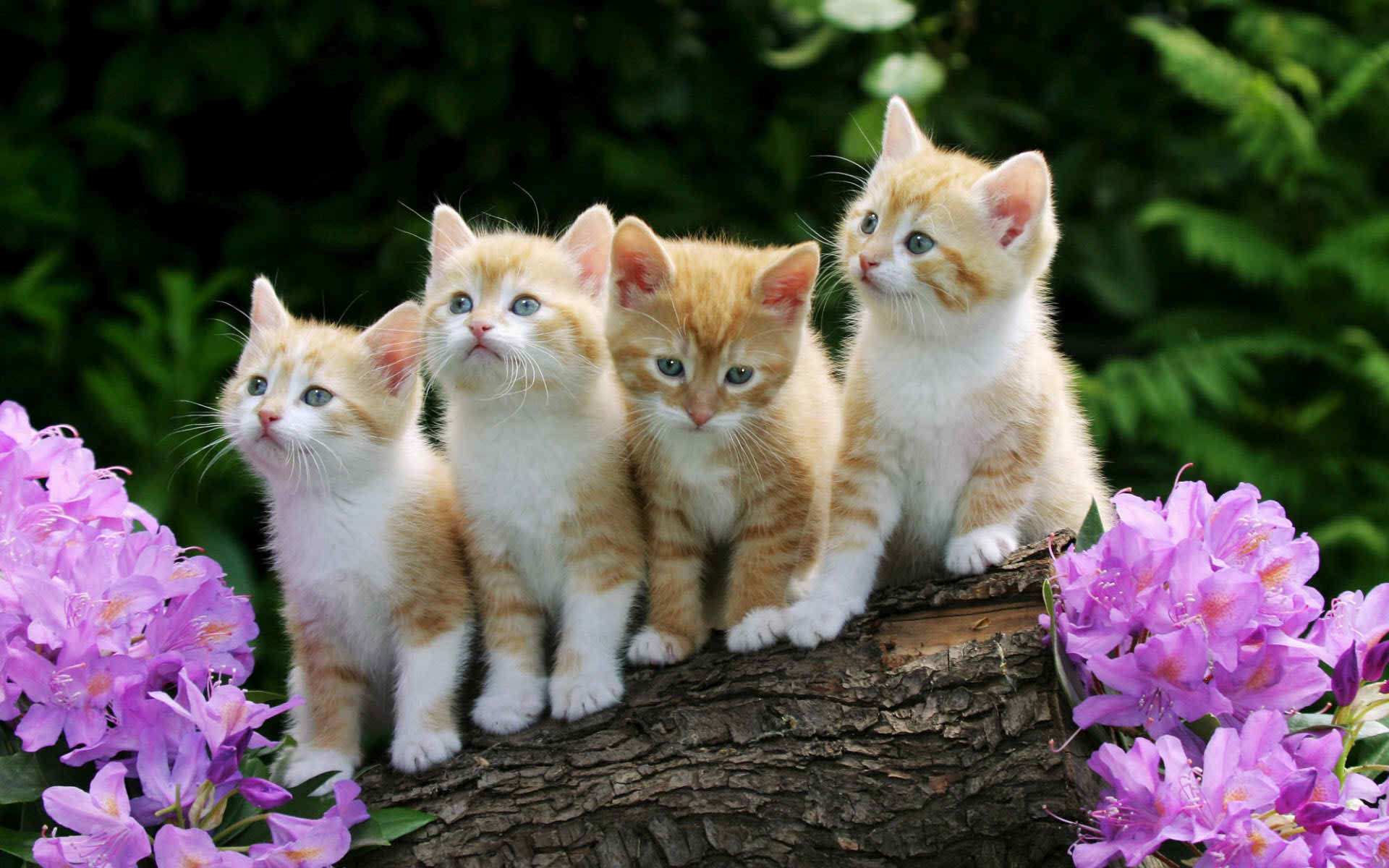 Lovely Four Kittens 1920x1200