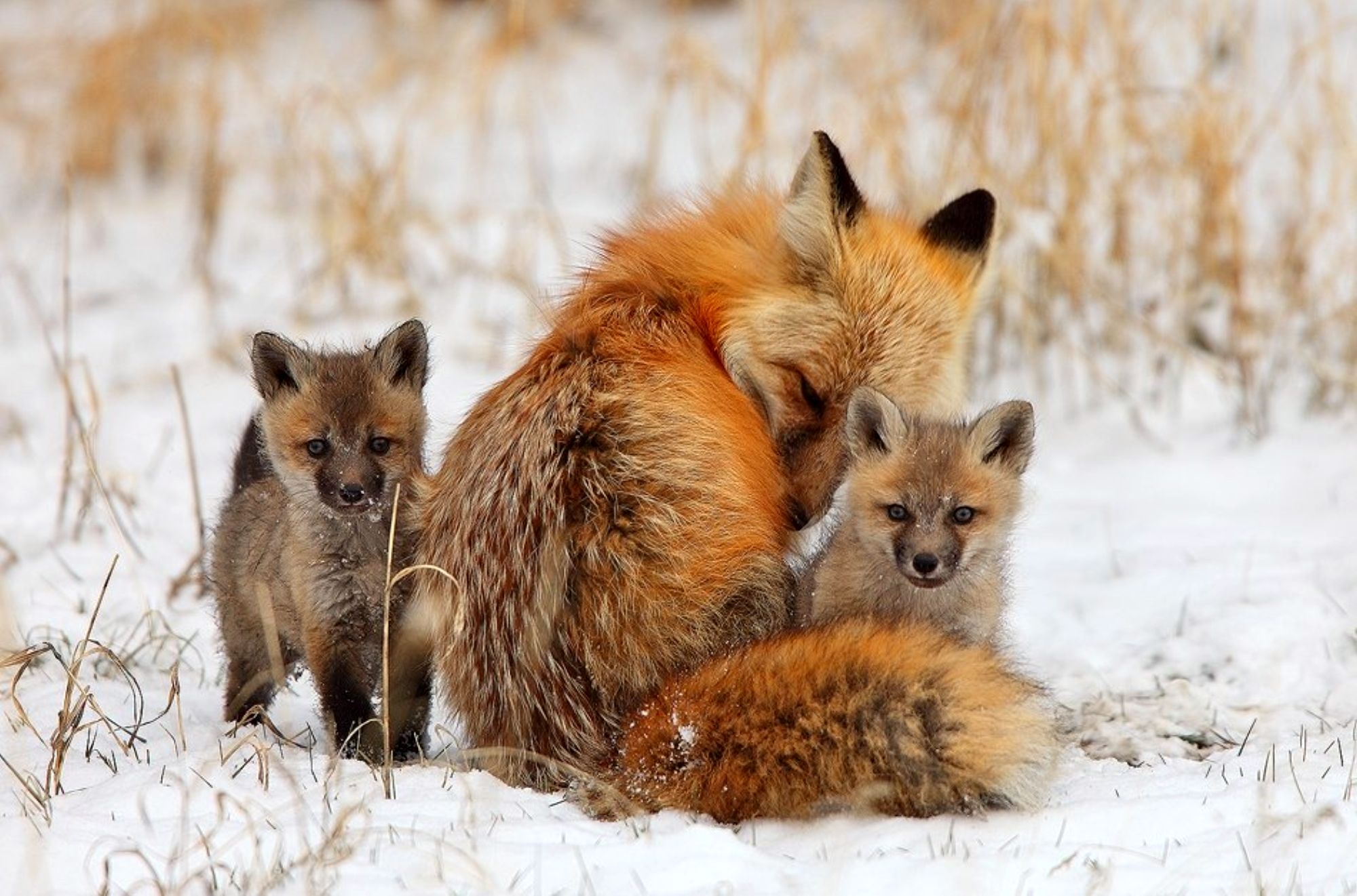 Lovely Fox Animals 2000x1322