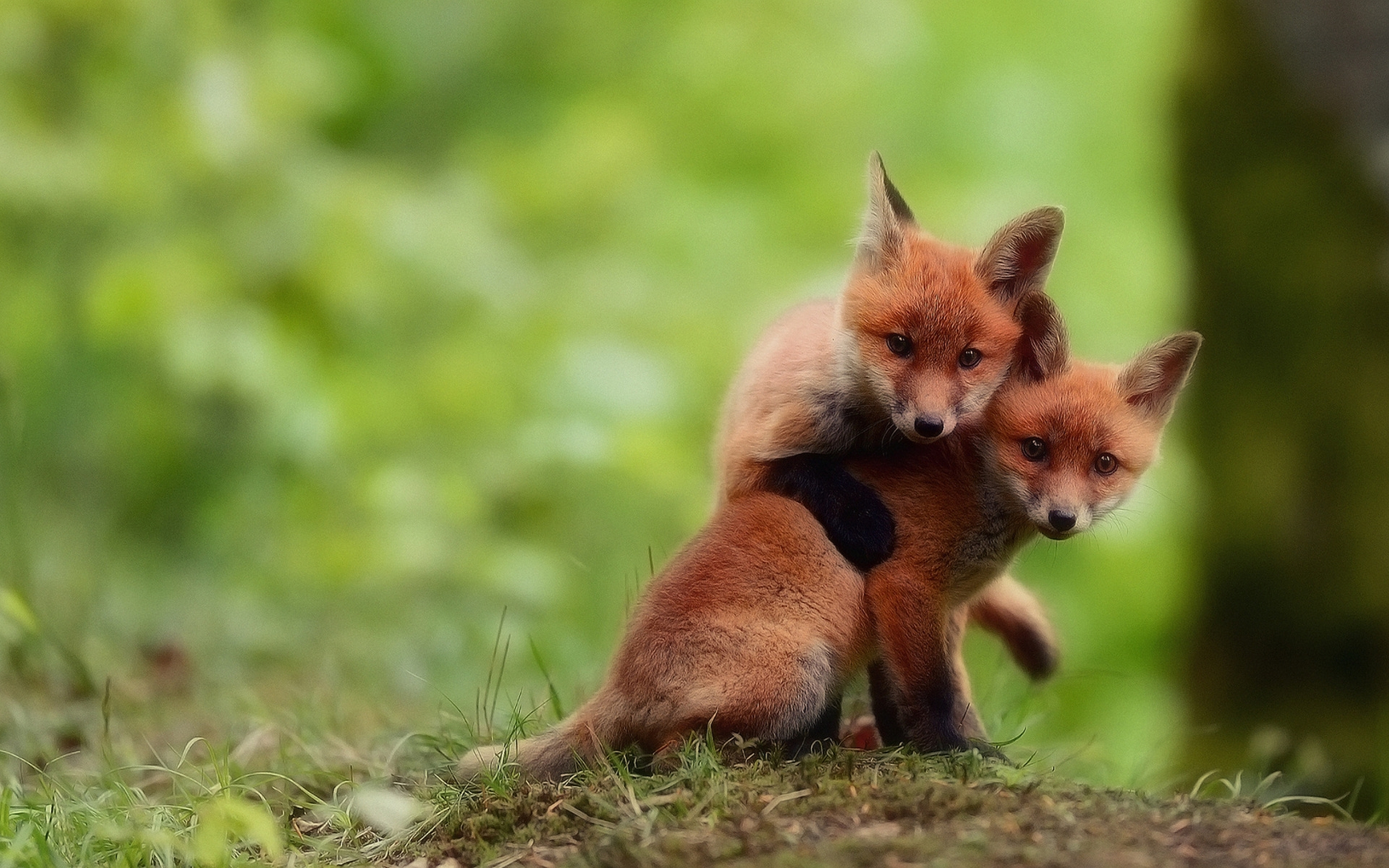 Lovely Fox Babies Wallpaper 3840x2400