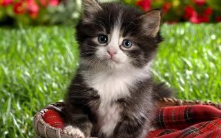 Lovely Kitten With Grey Eyes