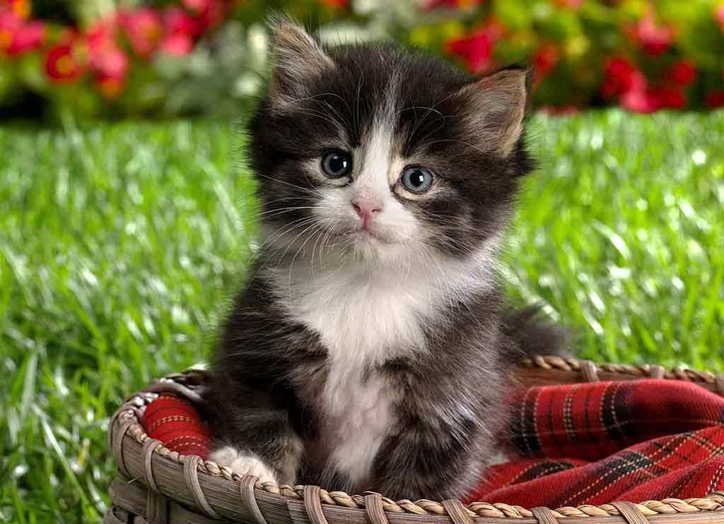 Lovely Kitten With Grey Eyes 1024x742