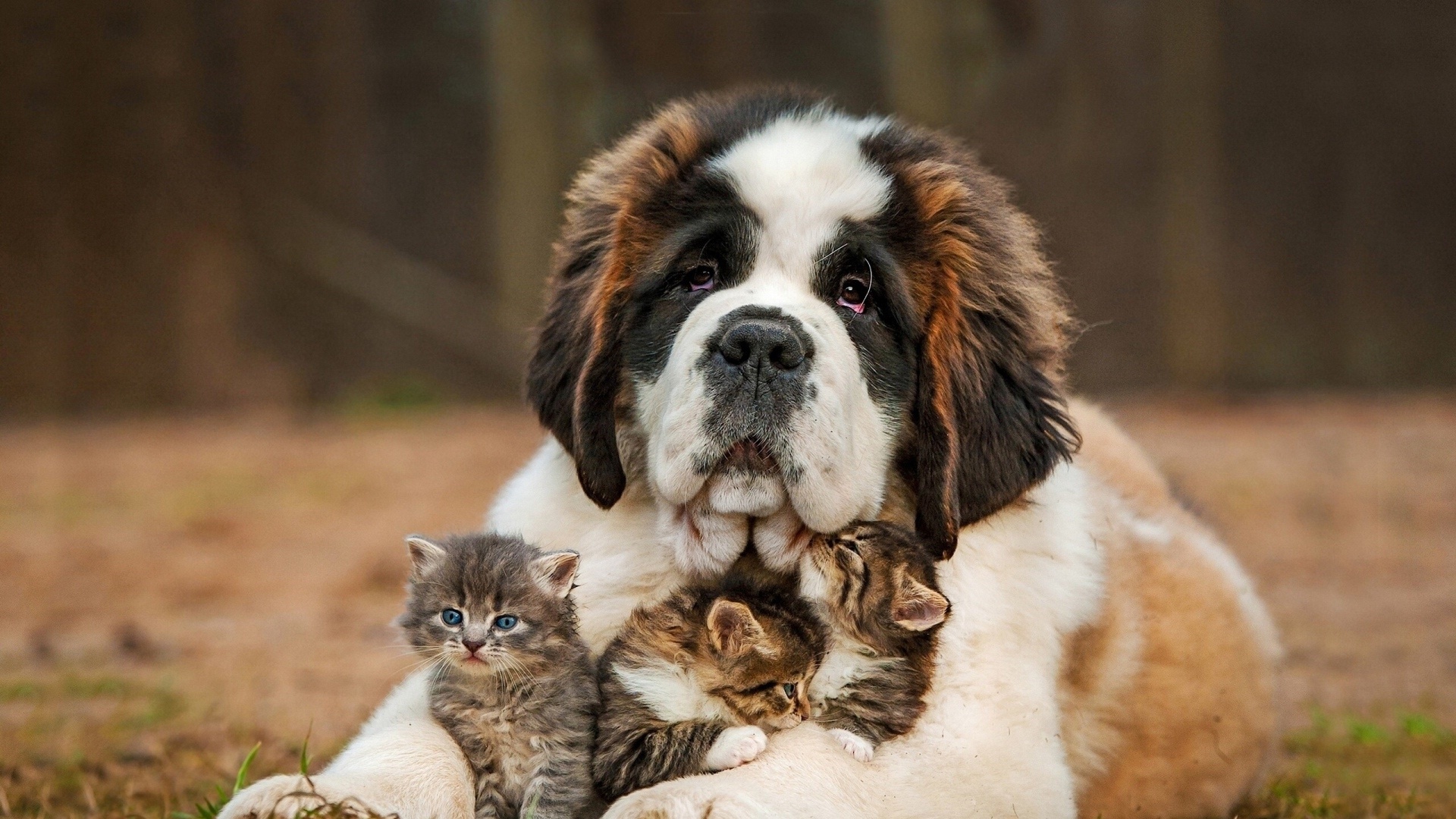 Lovely Kittens Big Dog 1920x1080