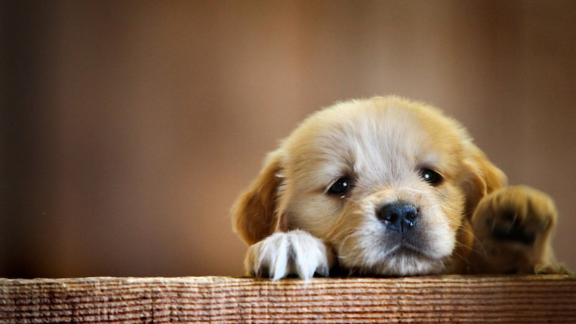 Lovely Puppy Dog 1920x1080