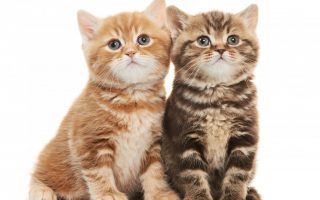 Lovely Two Kittens