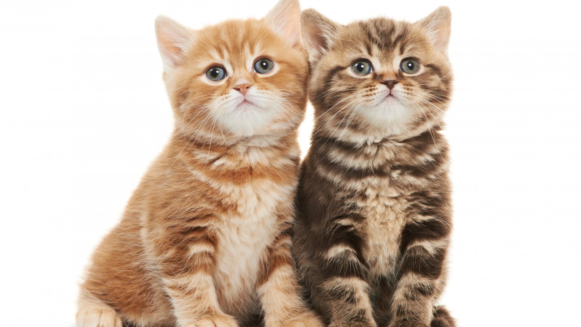 Lovely Two Kittens 1920x1080