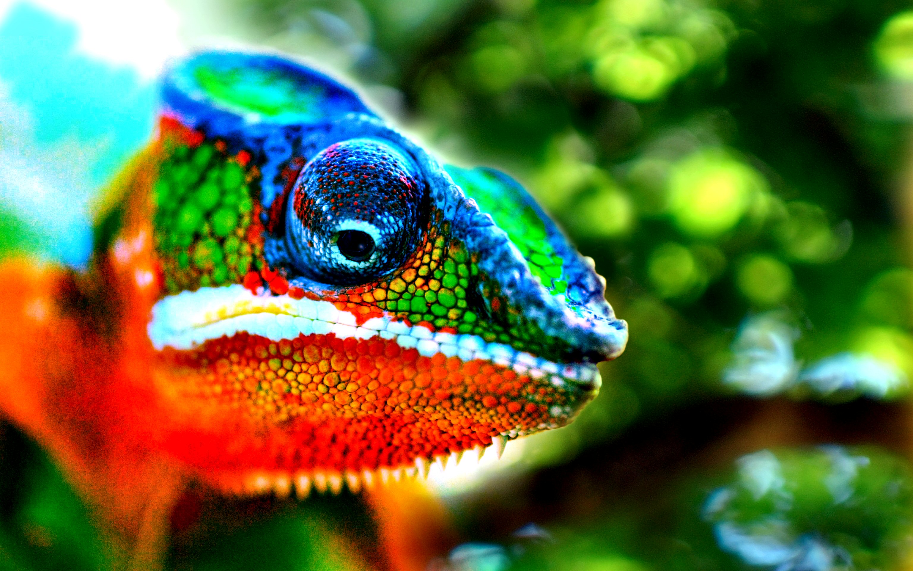 Nice Chameleon Wallpaper