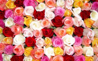 Nice Colorful Roses