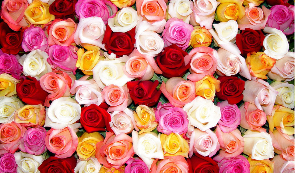 Nice Colorful Roses 969x568