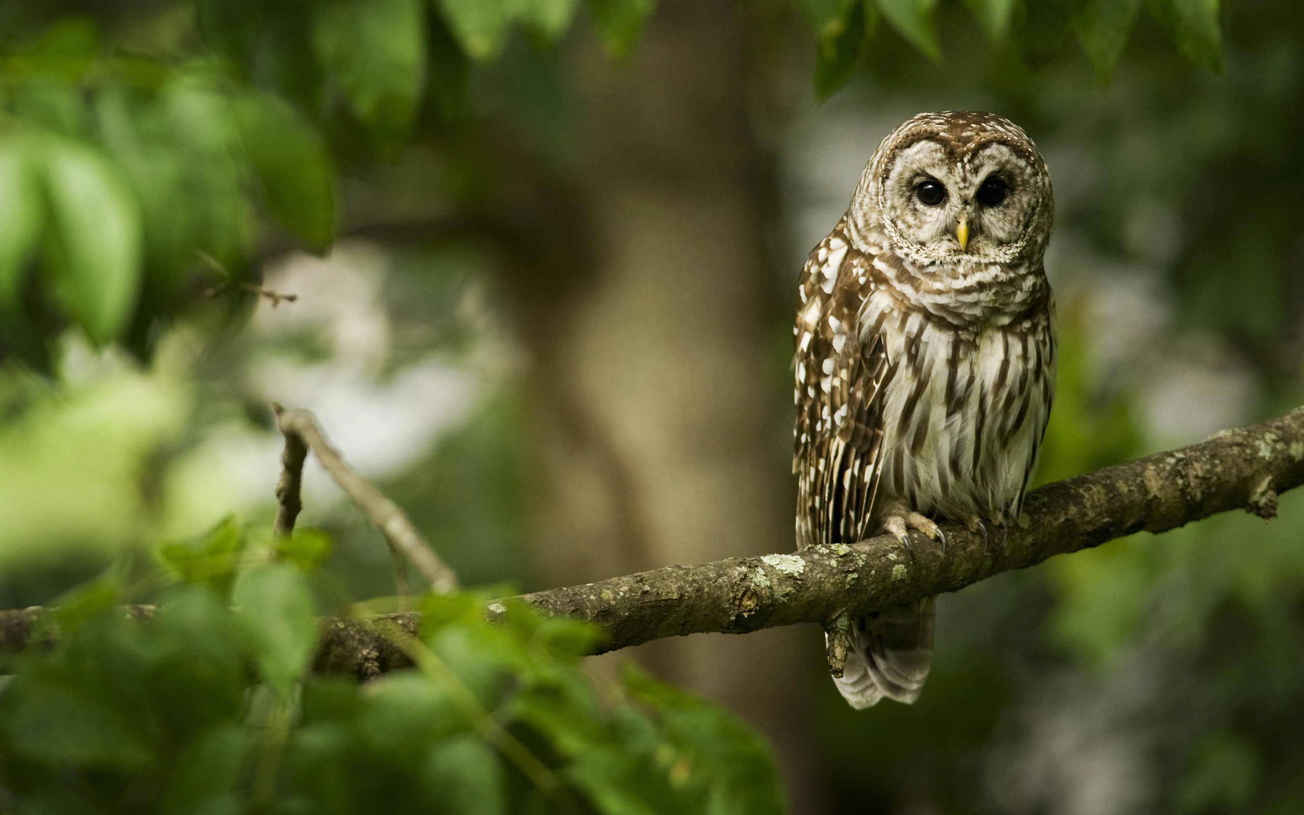 Nice Owl