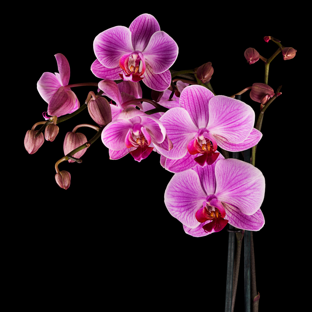 Orchid Flower Wallpaper 1000x1000