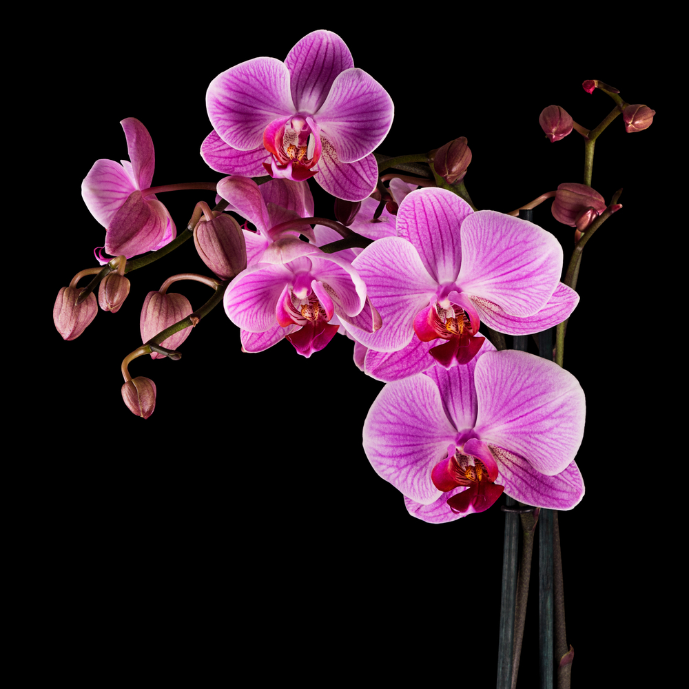 Orchid Flower Wallpaper