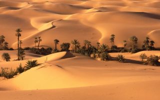 Palm Desert Sand Wallpaper HD