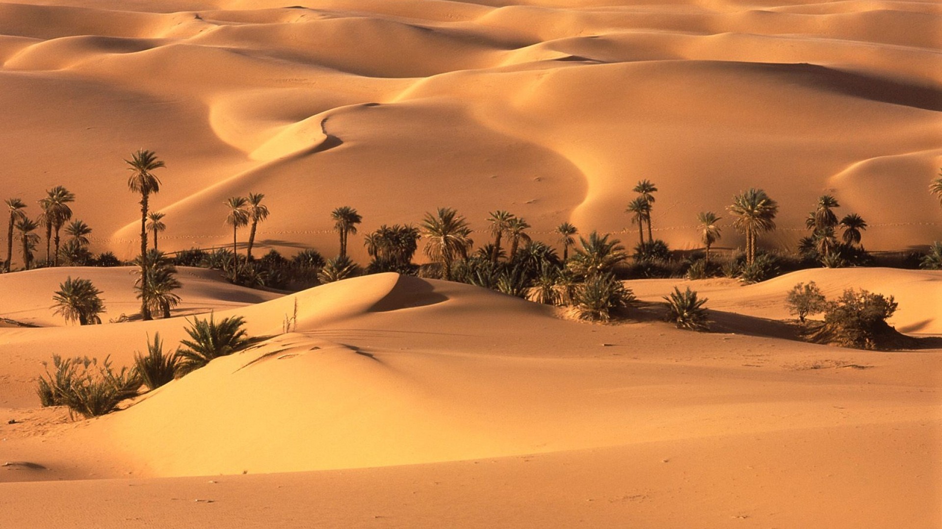 Palm Desert Sand Wallpaper HD