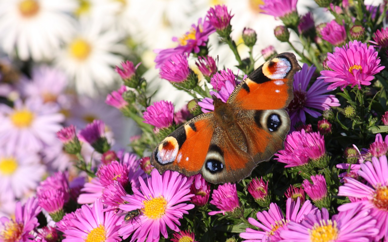 Peacock Butterfly Image