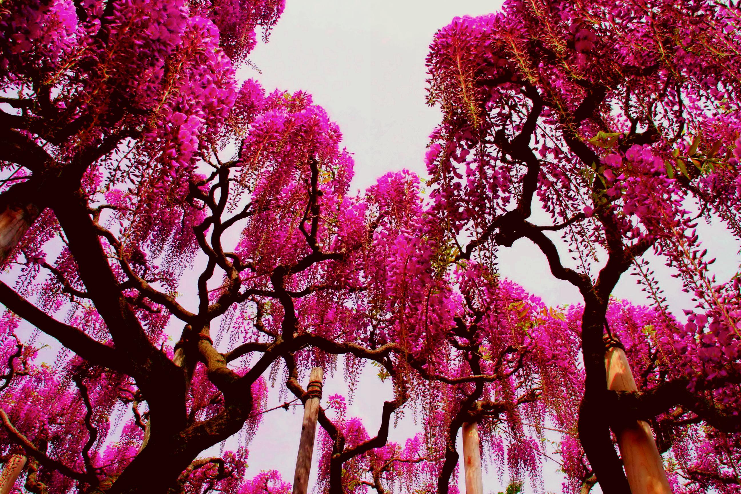 Pink Nature Wisteria Tree Wallpaper HD