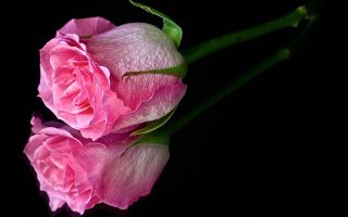Pink Single Rose