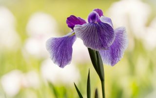Purple Iris Flower HD Wallpaper
