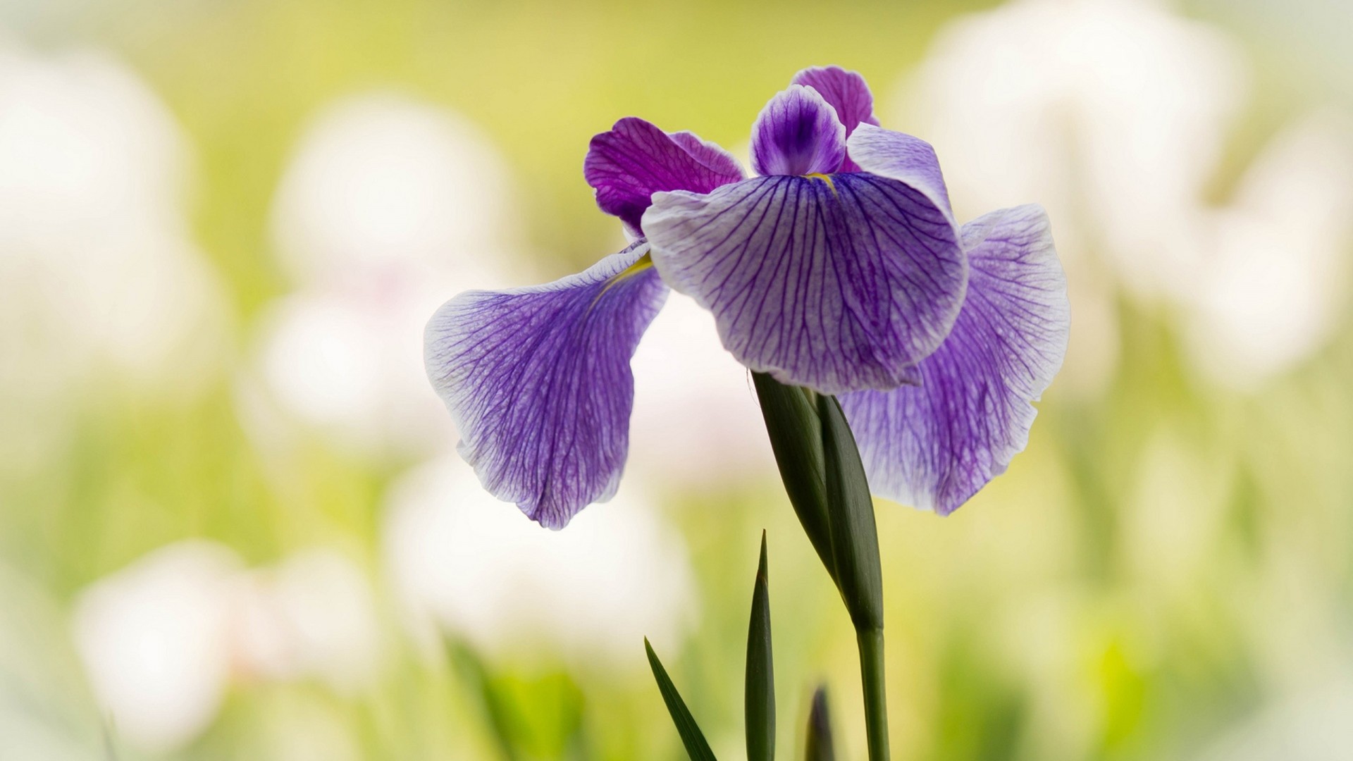Purple Iris Flower HD Wallpaper