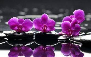 Purple Orchids Stones Reflection