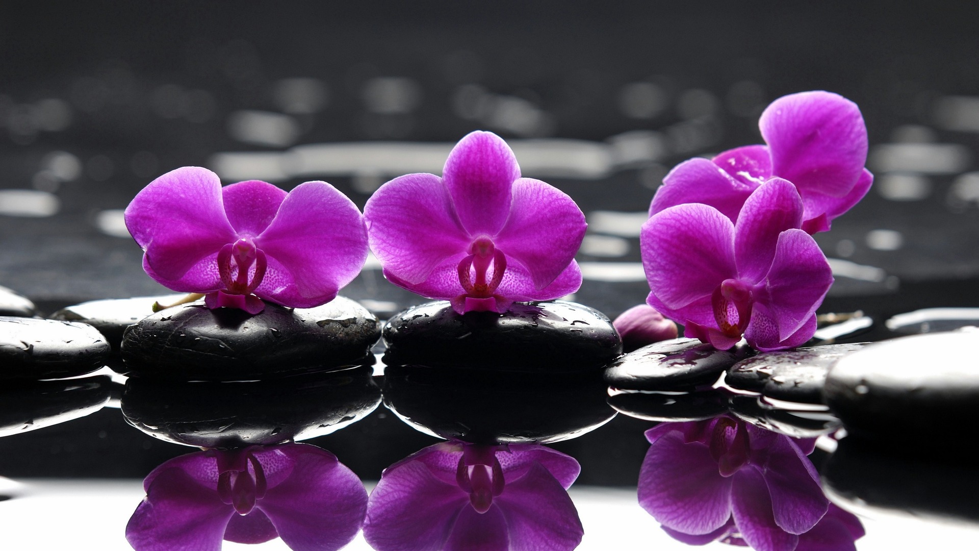 Purple Orchids Stones Reflection