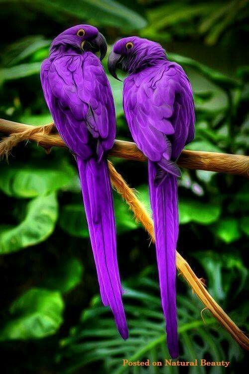 Purple Parrots Bird Wallpaper
