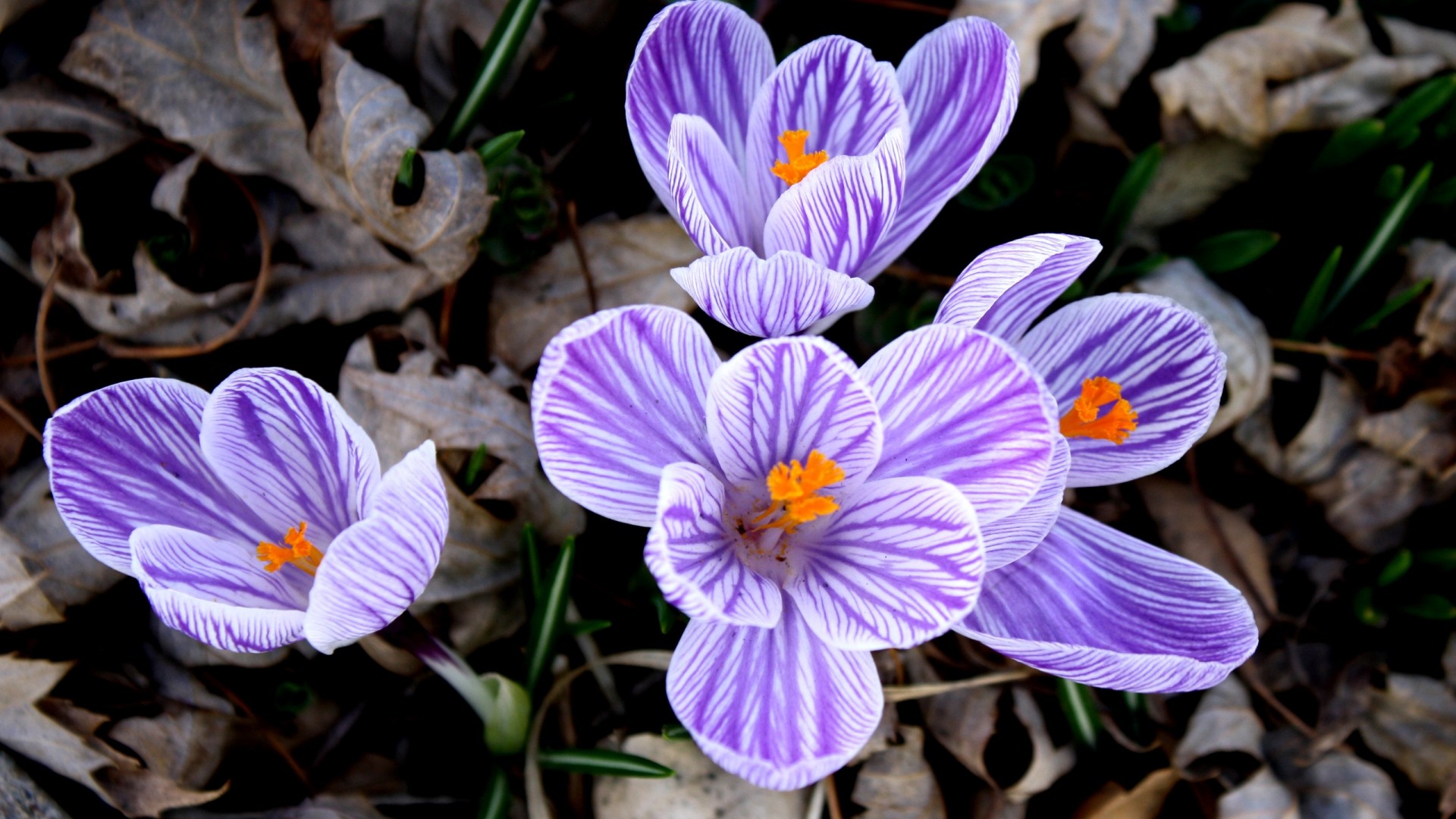 Purple and White Striped Flower 1920x1080