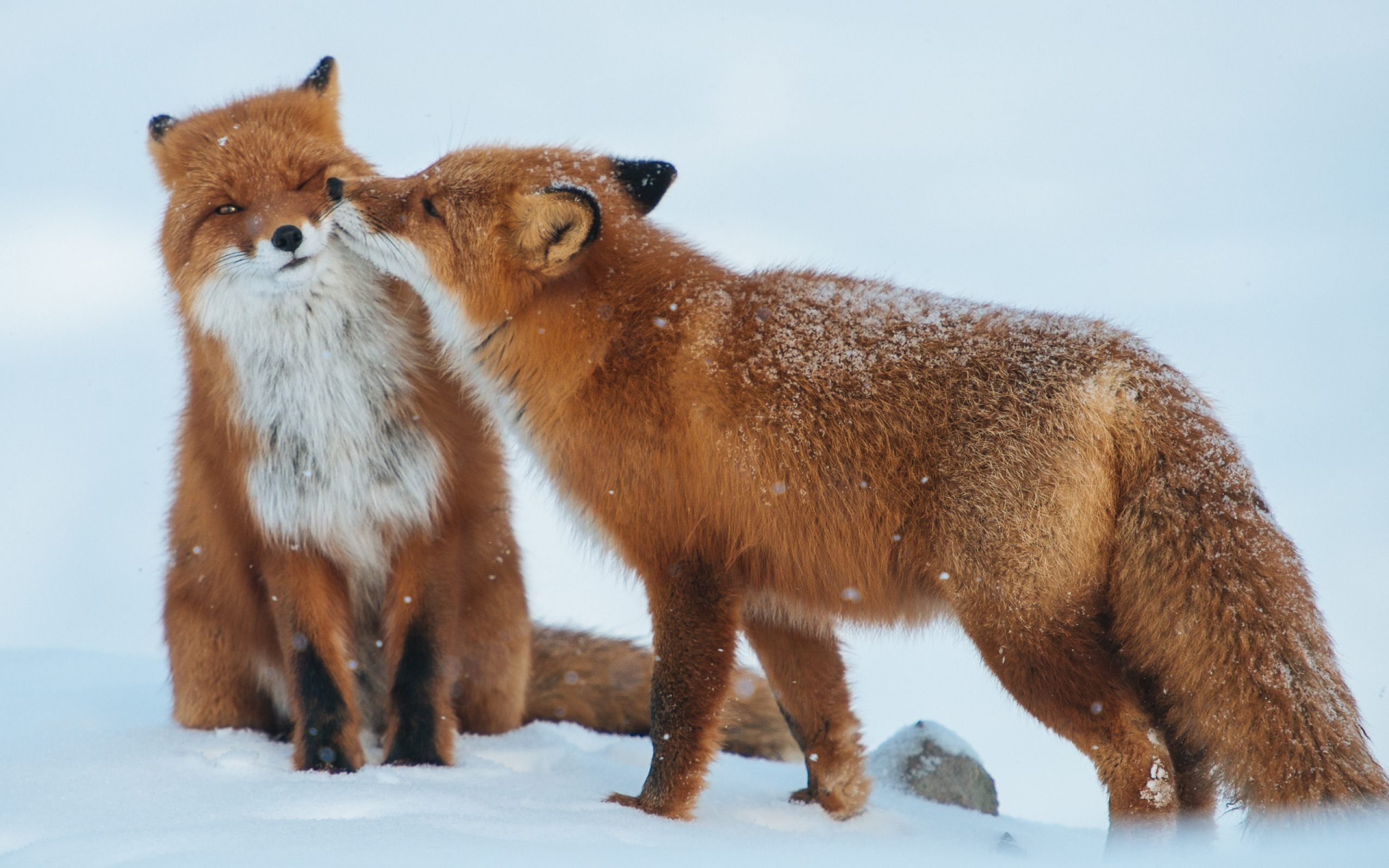 Red Fox Romantic Love Couple Wallpaper HD