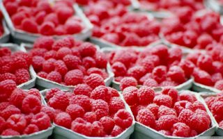 Red Raspberries Wallpaper Fruit
