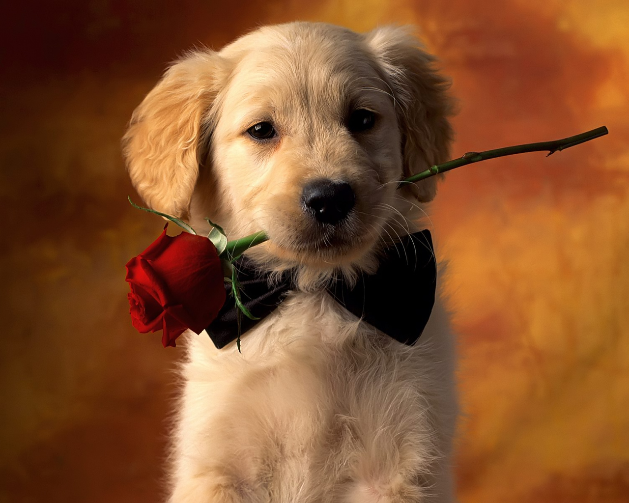 Romantic Dog Red Rose 1280x1024