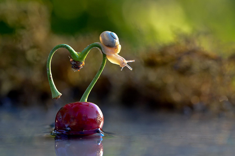 Romantic Snail Love