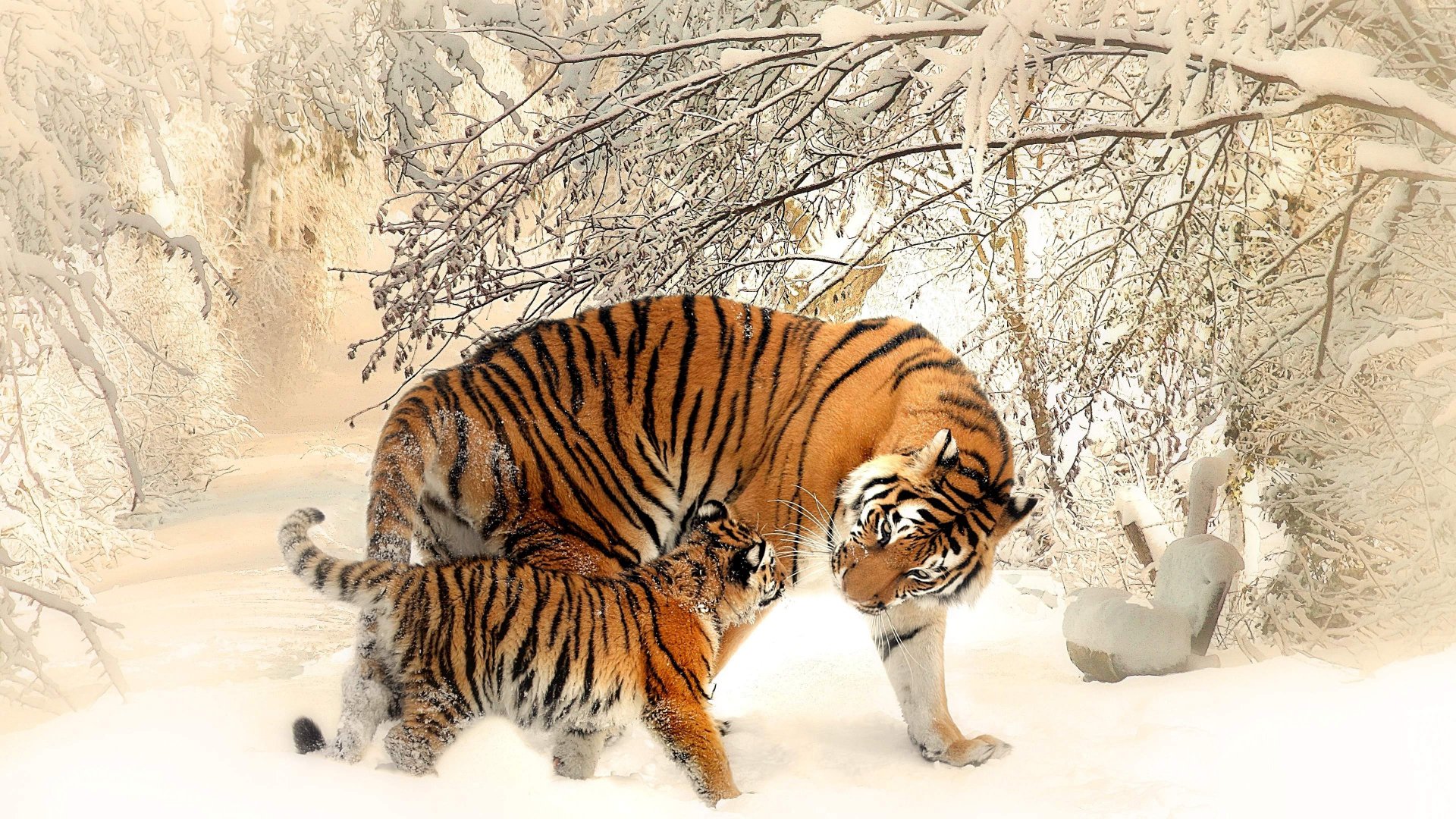 Siberian Tiger Snow Wallpaper 1920x1080