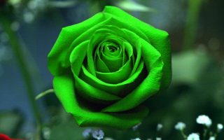Single Green Rose Wallpaper