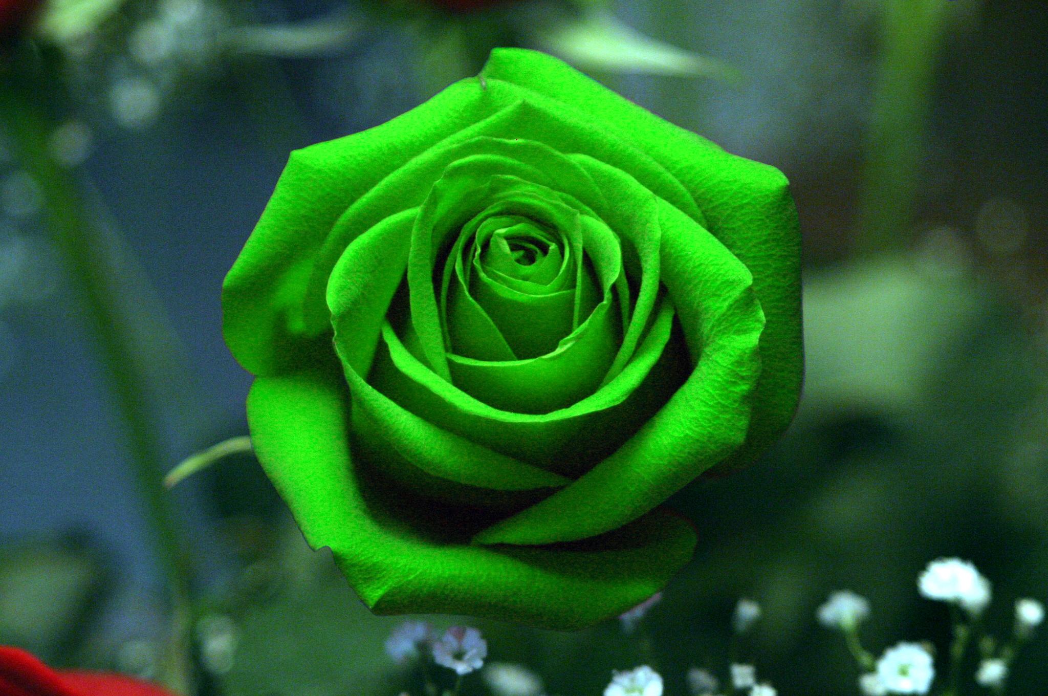 Single Green Rose Wallpaper 2048x1360