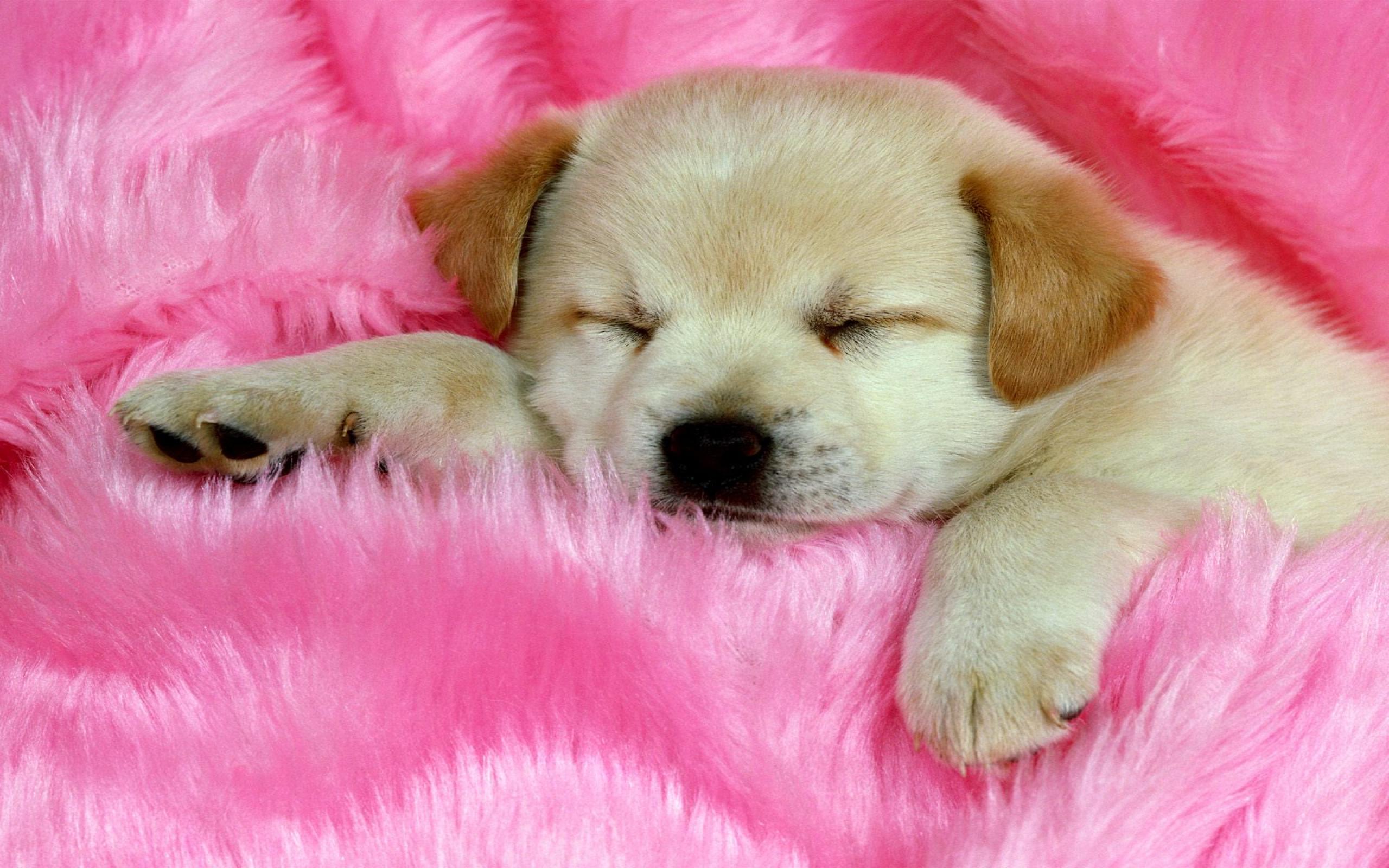 Sleeping Dog 2560x1600