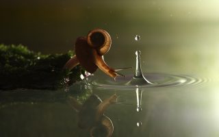 Snail a drop of rain