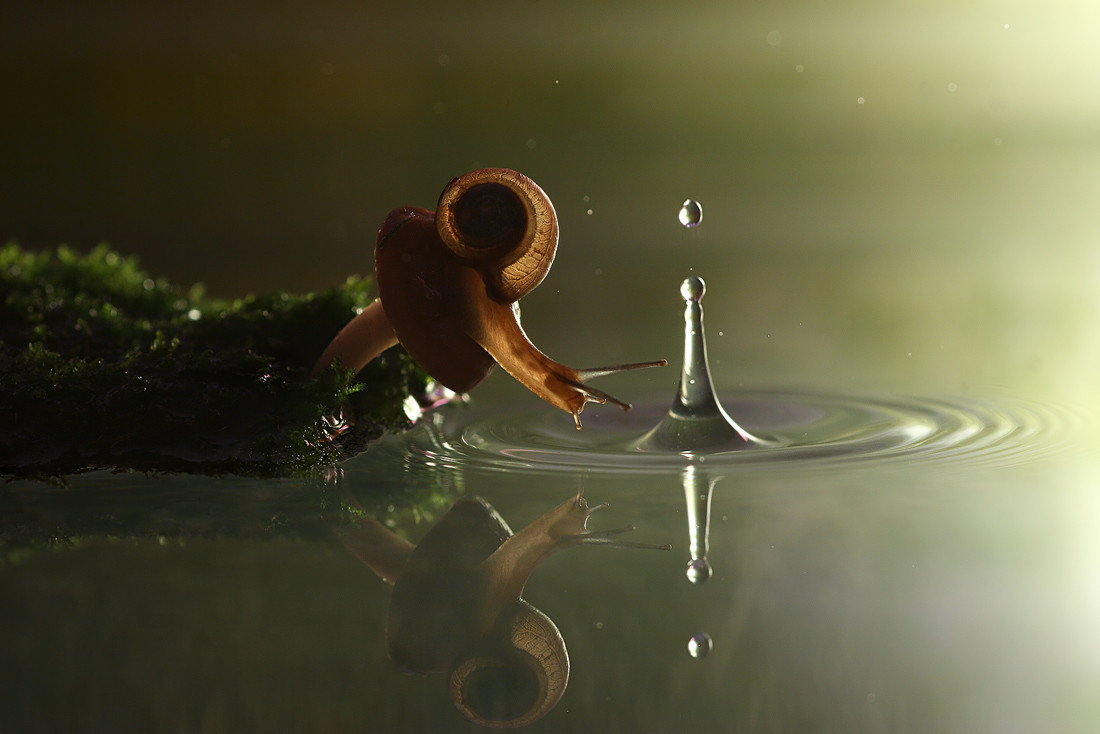 Snail a drop of rain