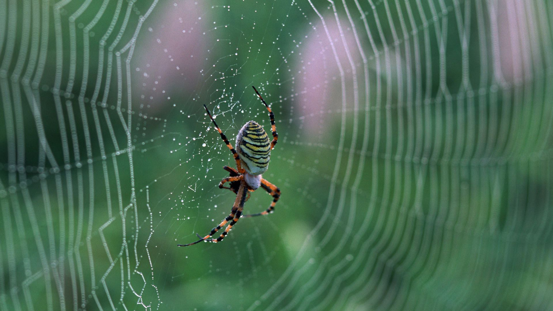 Spider Animal HD Wallpaper 1920x1080