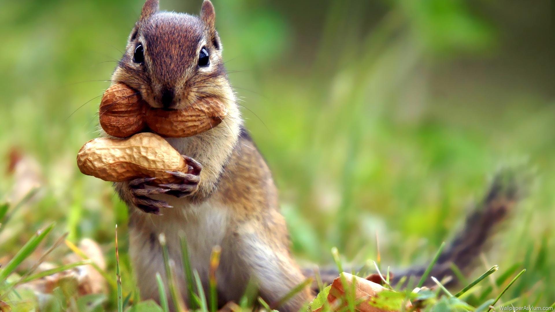 Squirrel Goes Nuts Wallpaper