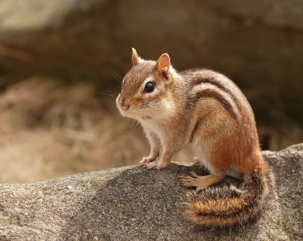 Squirrel Wallpaper 1000x798