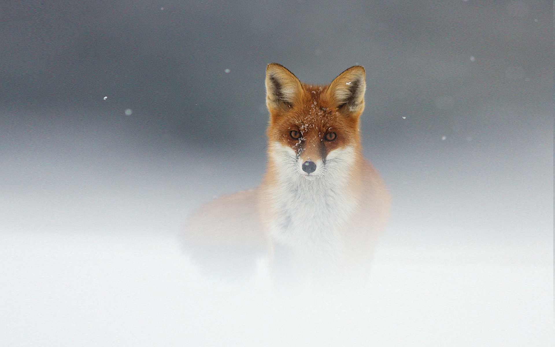 Stunning Brown Fox 1920x1200