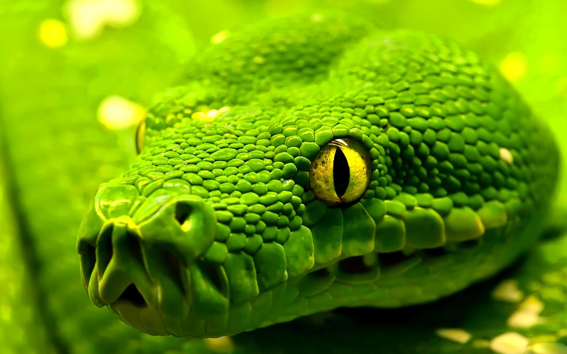 Top Green Snake Wallpaper 1920x1200