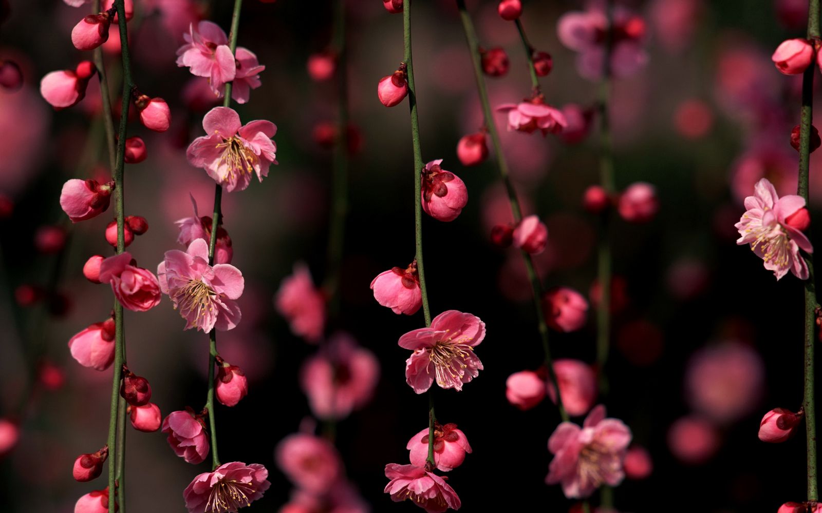 Top Pink Cherry Blossom