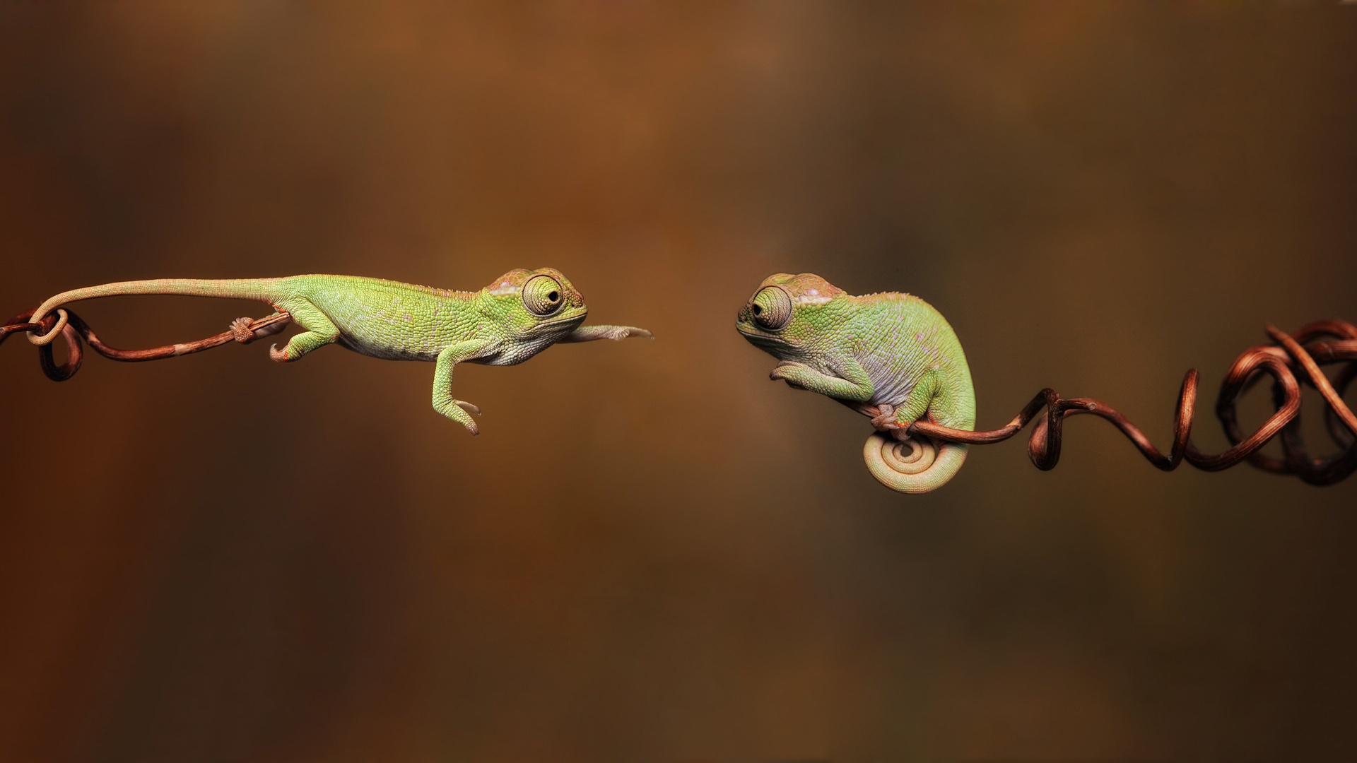 Wallpaper Cute Chameleon 1920x1080