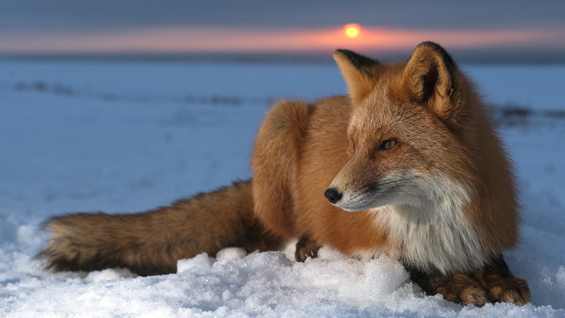 Wallpaper HD Red Fox 1920x1080