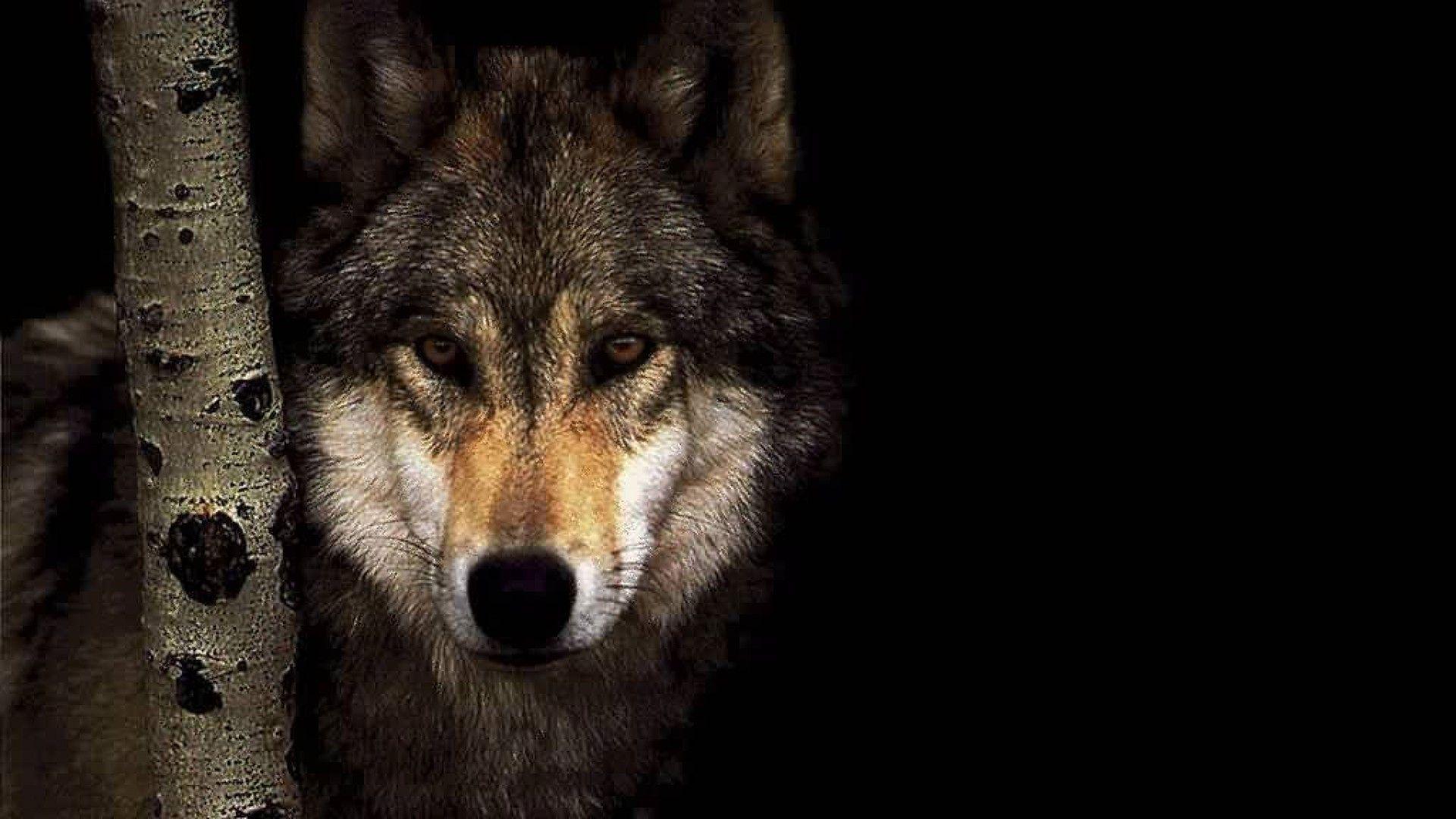 Wallpaper HD Wolf